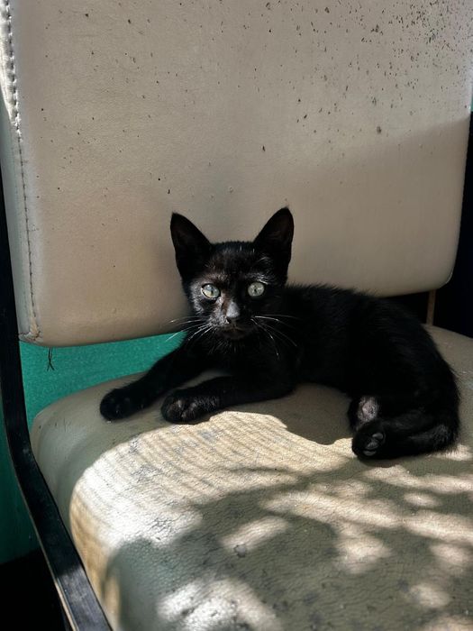 Кот Василий маленький