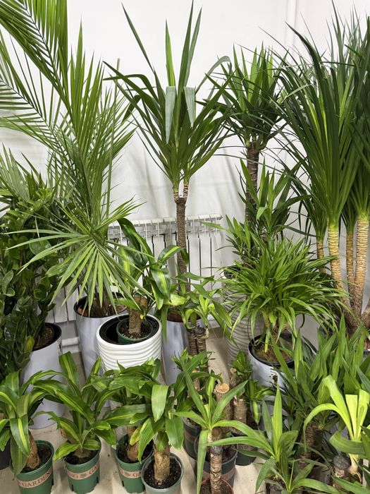 Домашние цветы недорого