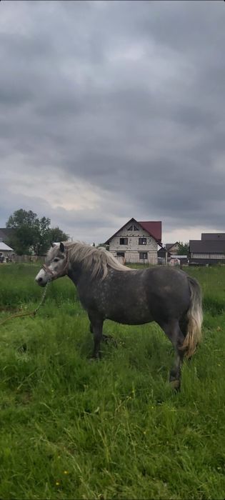 Vând mânză de 2 ani și 8 luni
