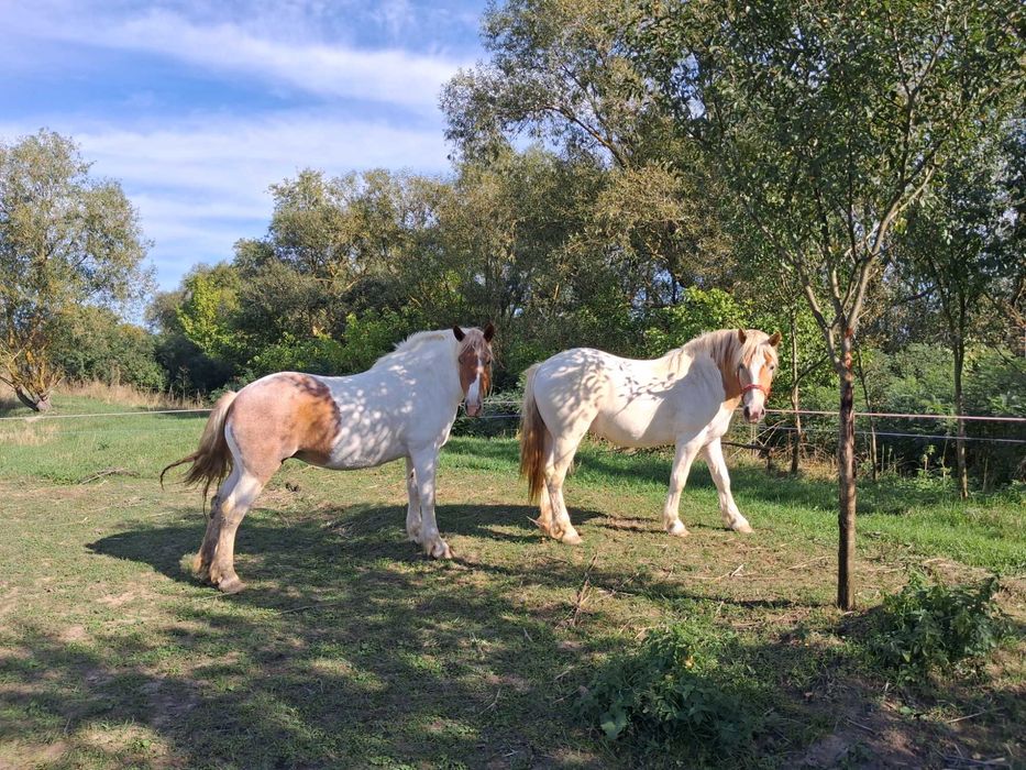 Mânză în două culori gestantă