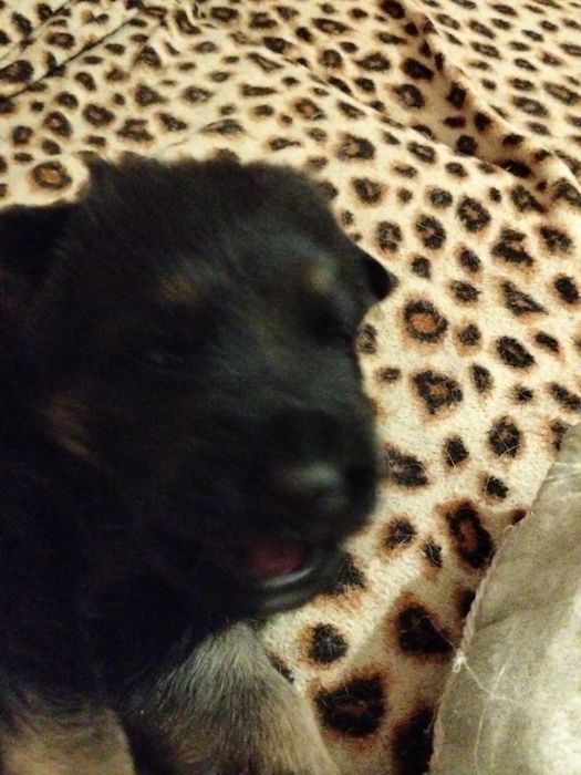 Щенок немецкой овчарки