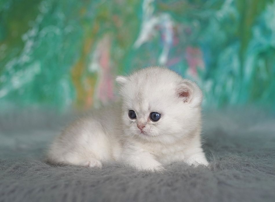 Британский котёнок