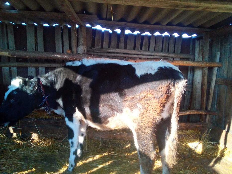 Тёлочка молочная