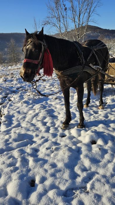 Vând cal , vârsta 10 ani