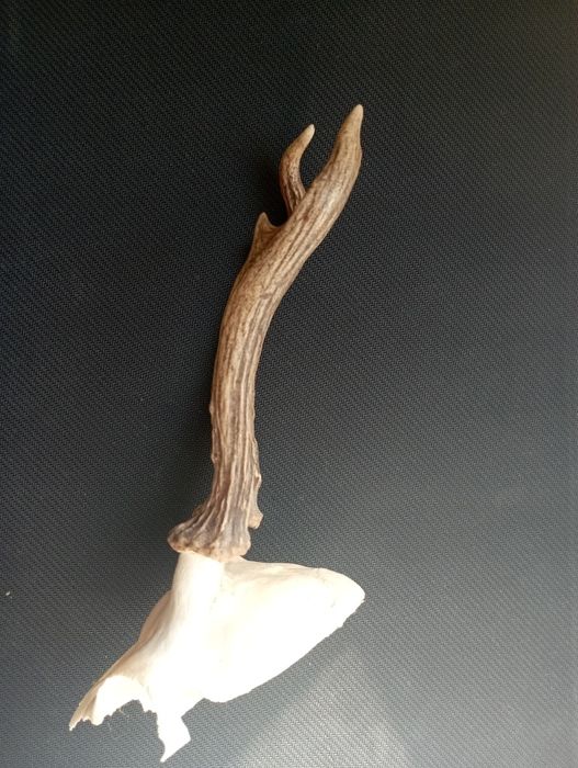 Симетрични рога от сръндак