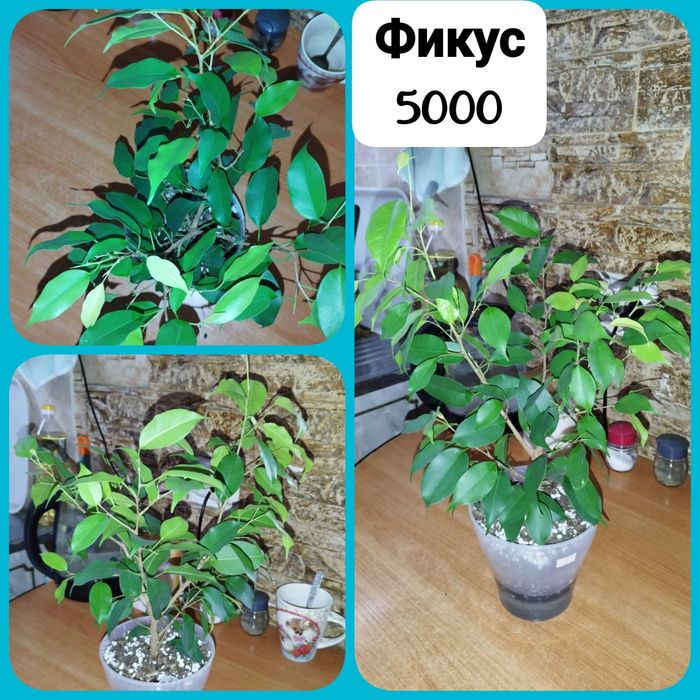 Продаю излишки комнатных растений