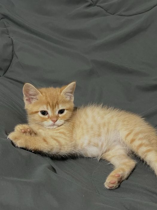 Котенок девочка рыжая