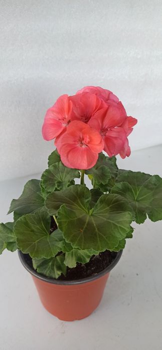 Пеларгония зональная