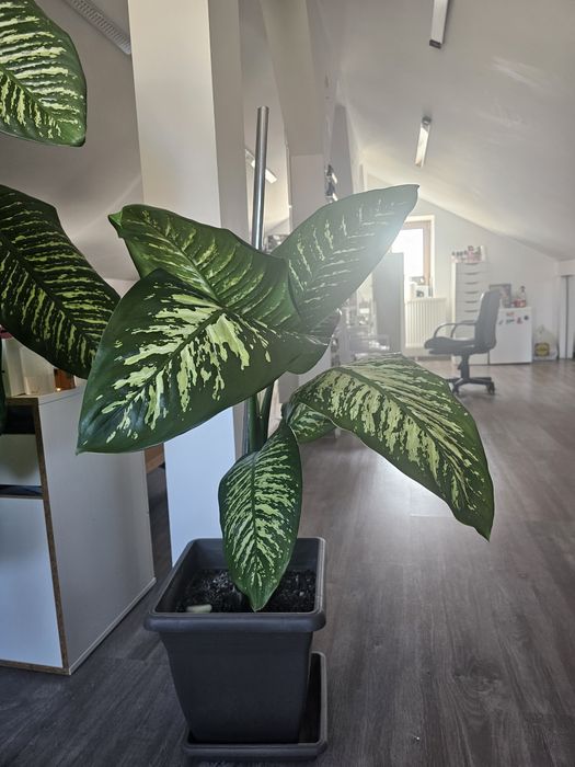 Vand floare de camera Dieffenbachia
