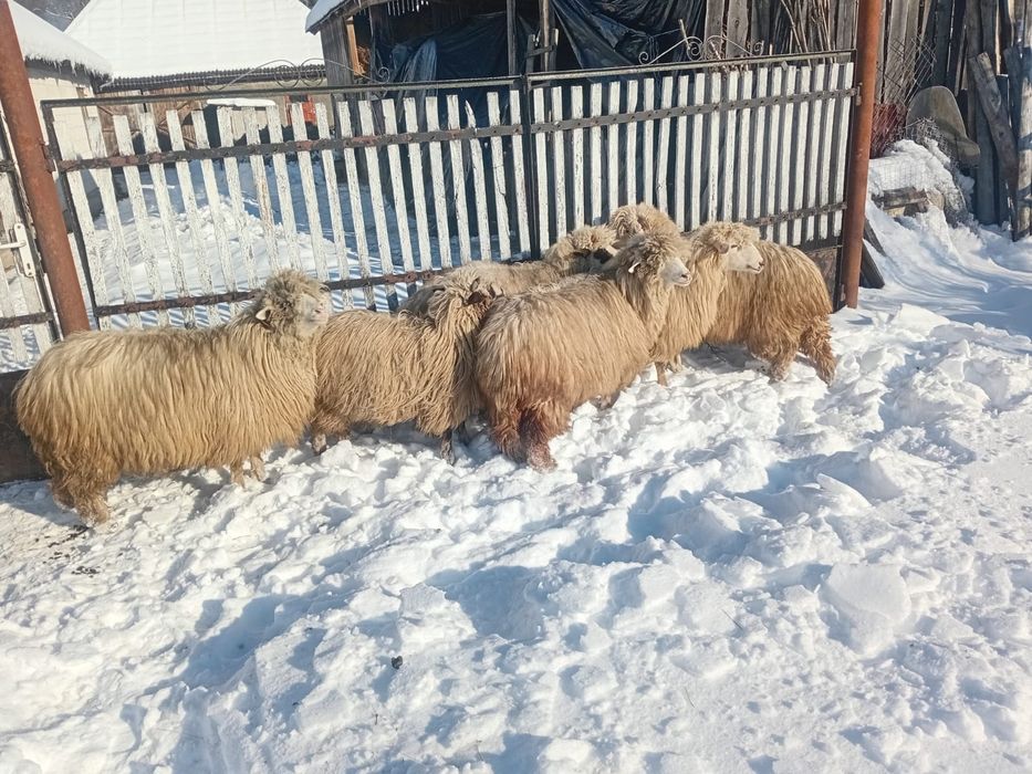 Oi  de vânzare Maramureș