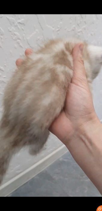 Шикарные котята 1.5 мес шиншиллы