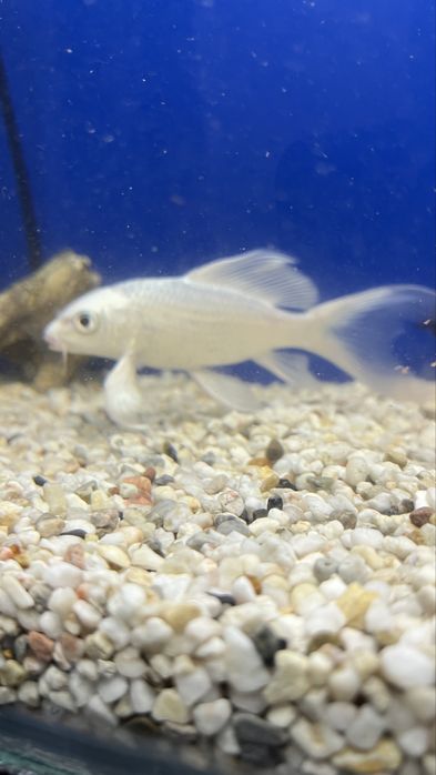 Продается карп коя