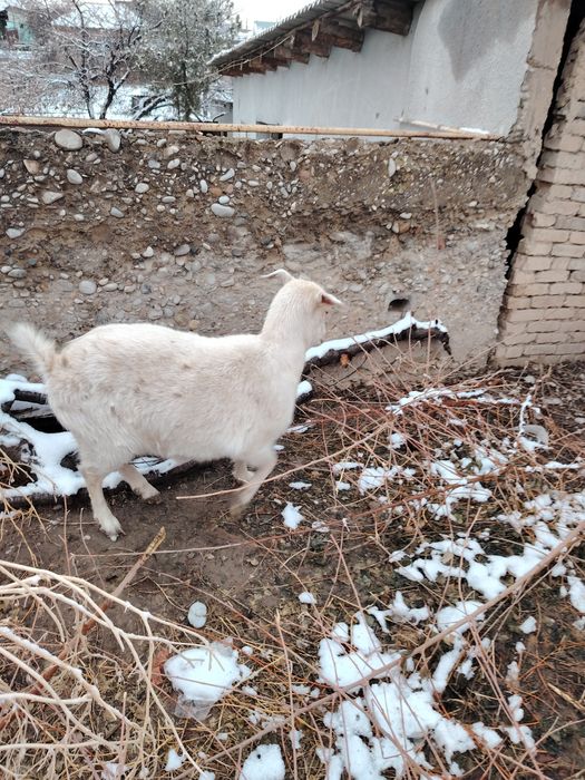 Продам русскую казу