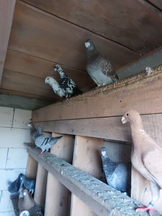 De vânzare voiajori  germani