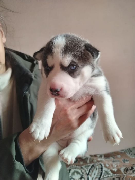 Продаю щенков ХАСКИ!