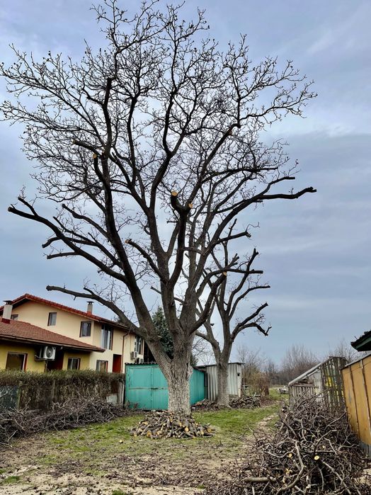 Професионално рязане и поддръжка на дървета Пловдив