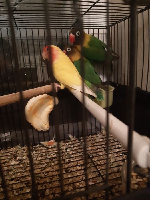 Папугай Неразлучка