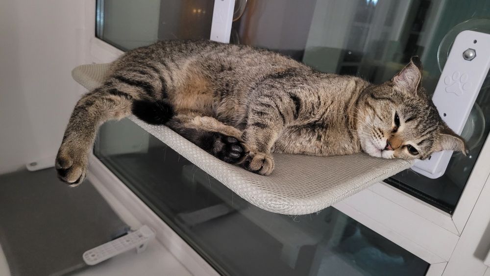 Отдаём кошечку в добрые руки