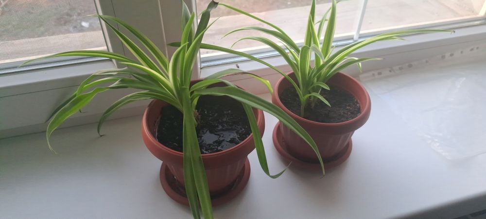 Продается хлорофитум