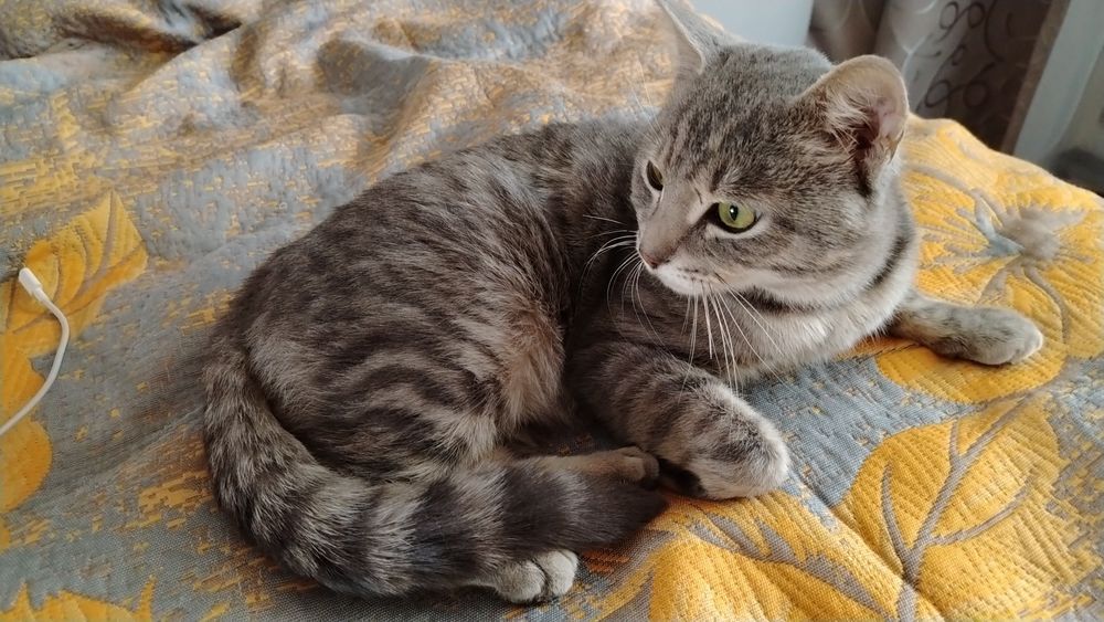 Молодой котик подросток