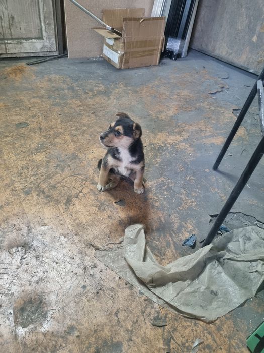 Отдам щенка девочка