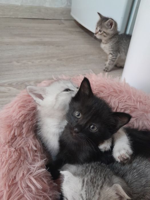 Котёнок девочка в добрые руки