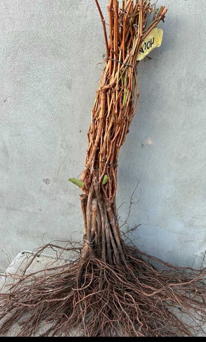 Vând pomi fructiferi – ideali pentru livada sau gradina ta!