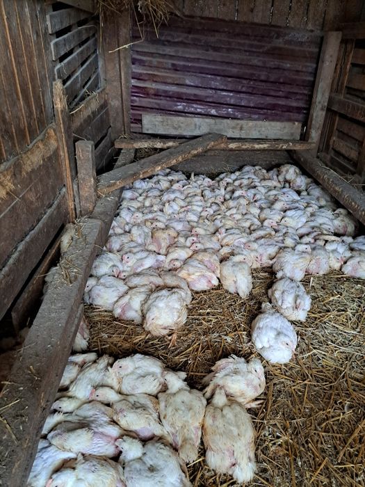 Pui de carne 1.700 1.800 kg 22lei     rata de 3 saptamani 22 de lei bucata