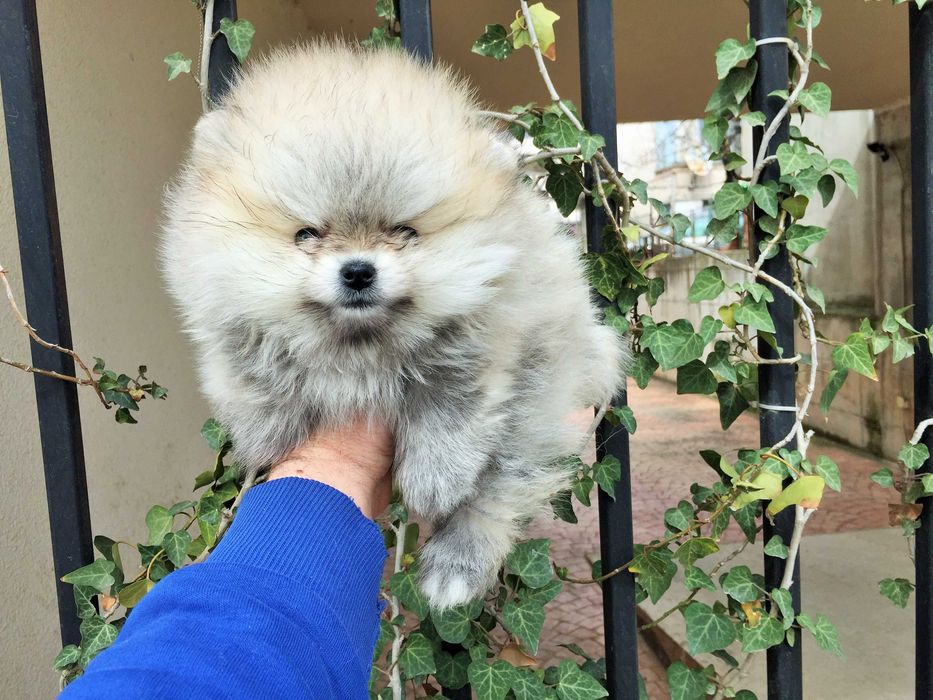 Померан мини Померанчета