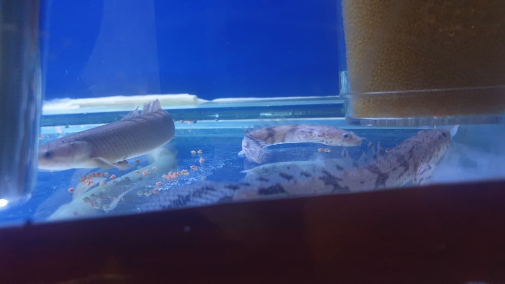 Balu sotiladi. Soni 4 ta