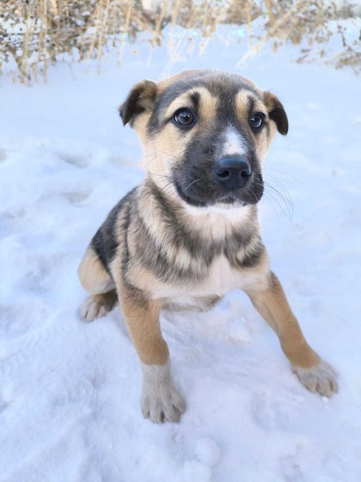 Щенки в добрые руки