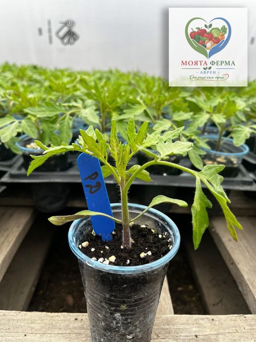 Разсад - домат, пипер, краставици