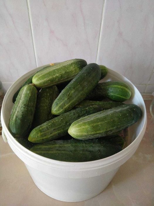 Продам огурцы, кабачки, чеснок, дачные