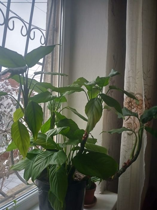 Продам домашние цветы