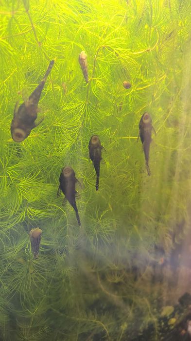 Sanitar cu ventuza ancistrus