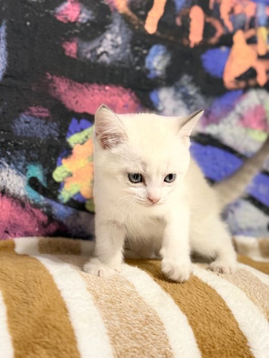 Продаются котята шотландки