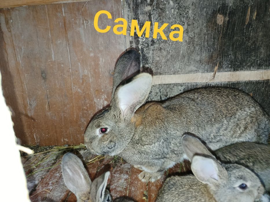 кролики парода фландр