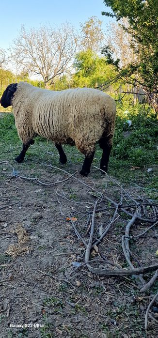 De vânzare berbec rasa SUFFOLK