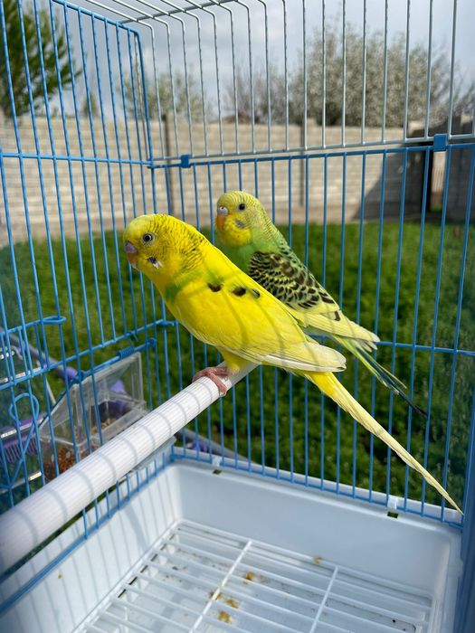 Попугай  комплект с  клеткой