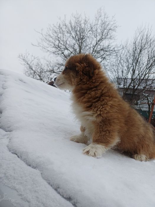Donez caței metiși pechinez