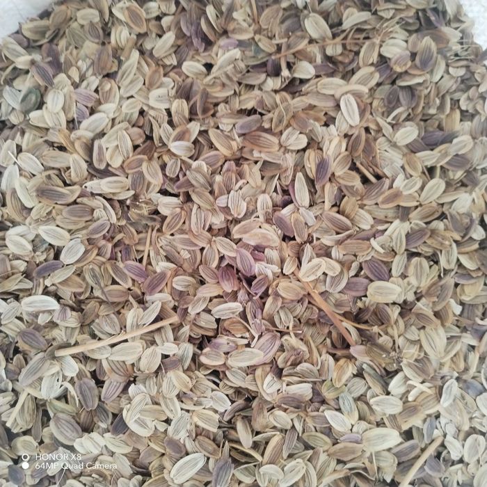 Каврак уруглар сотилади