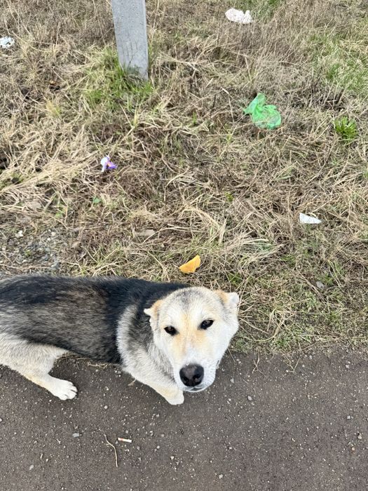 Щенок  жибек жолы