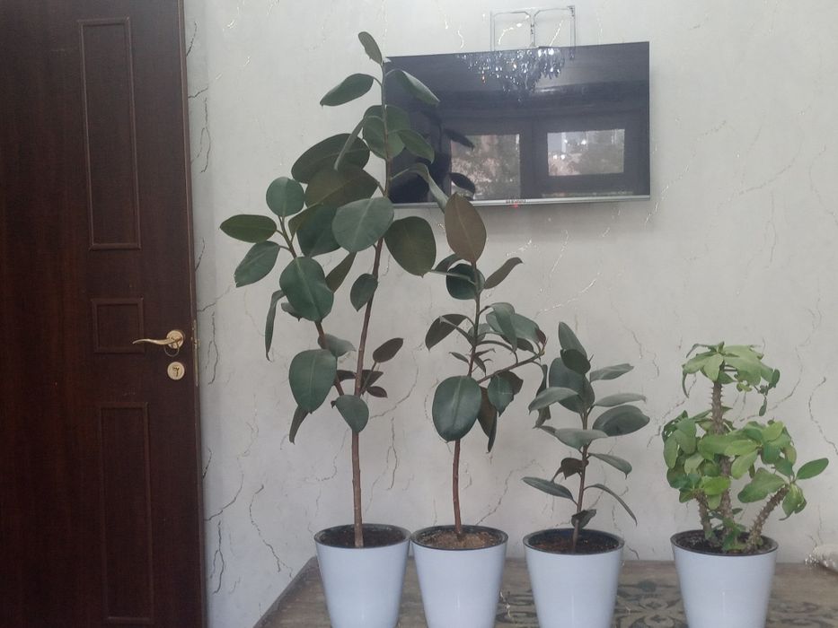 Katta gullar nomi qora shaxzoda
