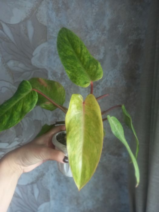 Продам.    цветы