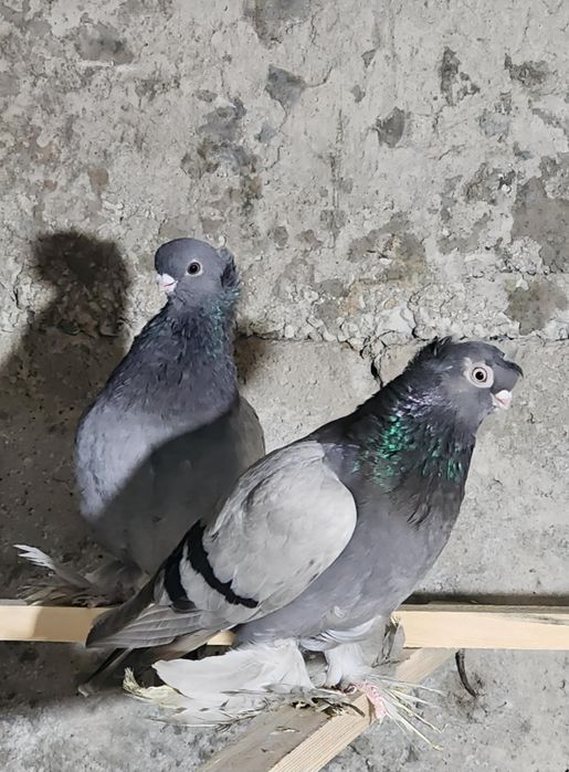 Продаются голуби