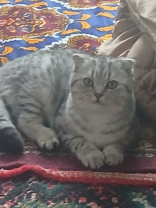 Mushuk zotdor 7oylik