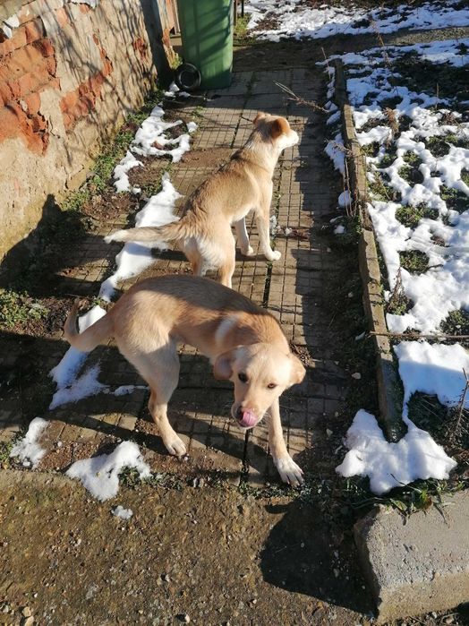 Подарявам кученца