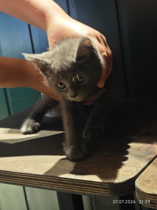 Котенок британский