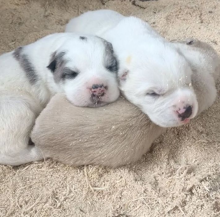 Щенки САО Алабай