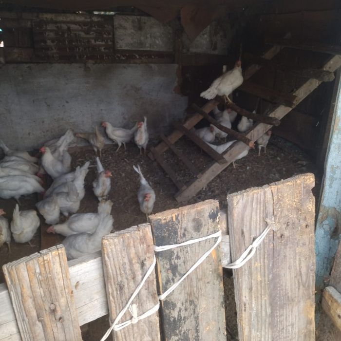 Дом молочная ферма